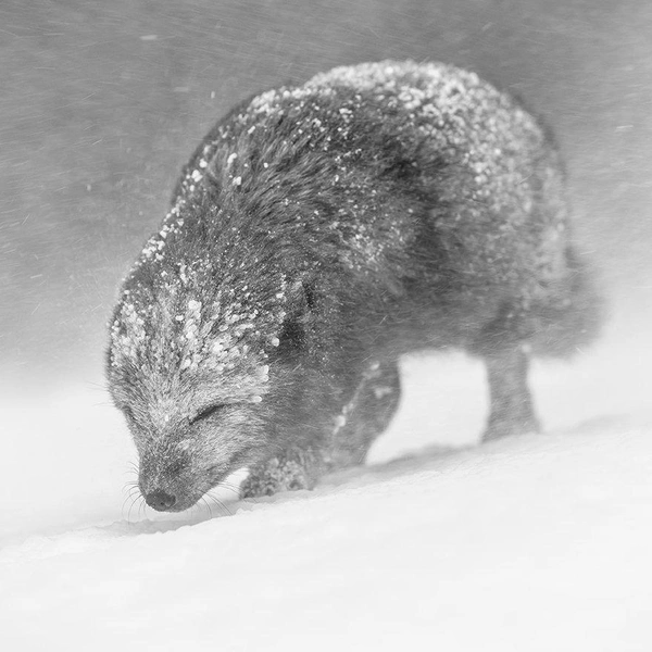 Источник: Vince Burton / World Nature Photography Awards 2021