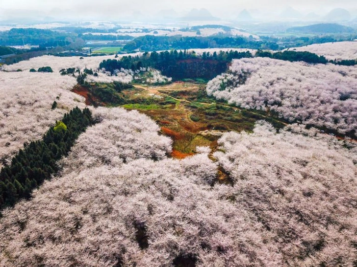 Цветение вишни в Китае: уникальные кадры (фото 2) | Источник: GETTY IMAGES