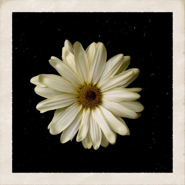 Обложка сингла Коди Симпсона Flower
