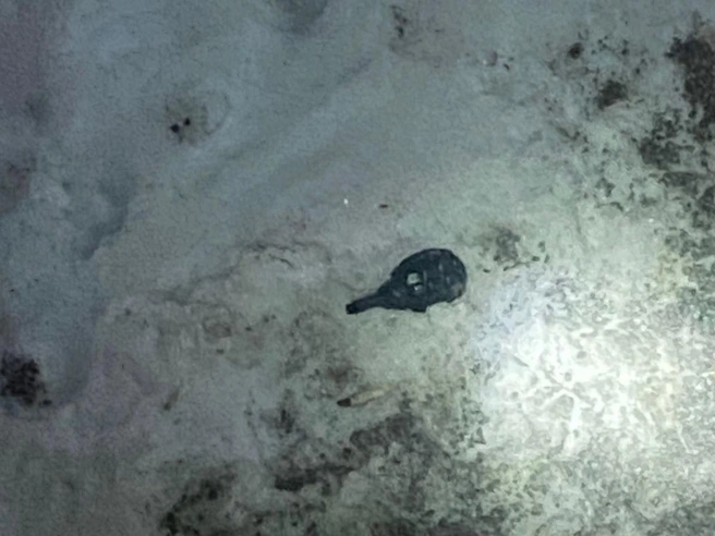 Медсестра получила гранату от врача в подарок и выбросила ее из окна | Источник: Агентство безопасности «Гвардия»