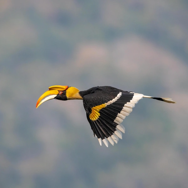 Источник: Independent birds/Shutterstock/Fotodom.ru
