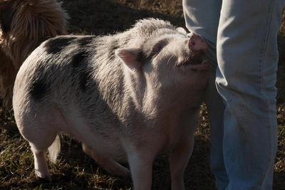 Свинина в Кузбассе может резко подорожать из-за массового забоя скота