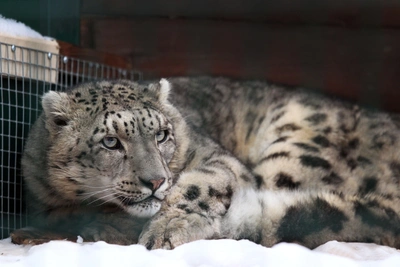В нижегородский зоопарк привезли снежного барса для Альбы