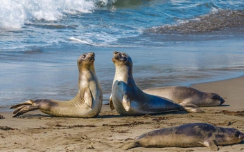 Птичий грипп уничтожил половину популяции морских слонов в Южной Атлантике