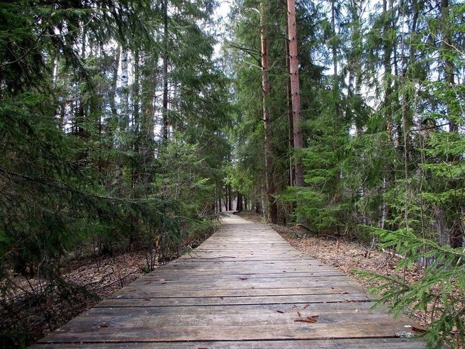 Неоднократные случаи наблюдения черного волка в нижегородском заповеднике | Источник: Заповедник «Керженский» / t.me