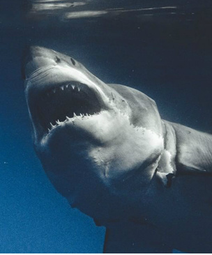 Галерея: у фотографа хобби снимать акул с такого близкого расстояния, что можно заглянуть им в душу