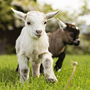 Нет жестокости: история о том, как дизайнеры права коз защищали