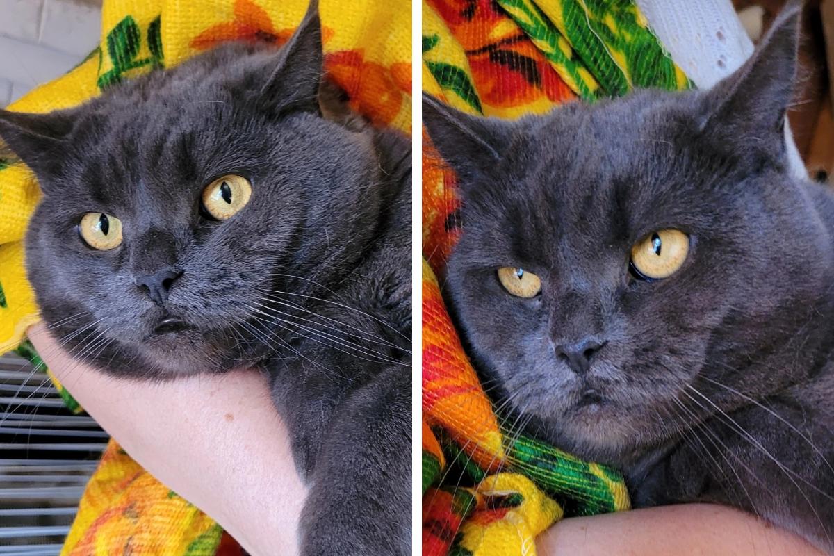 Погибала в подвале: в Архангельске пристраивают кошку с благородным окрасом и янтарными глазами