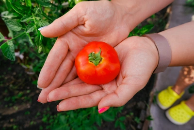 На Ставрополье продолжили дорожать свежие помидоры