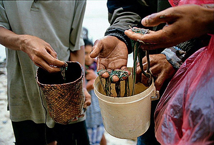 Кровавый урожай: как на индонезийском острове Сумба проводят ритуал пасола