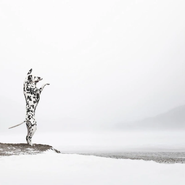 Финалист в номинации «Портрет на свежем воздухе» | Источник: Anne-Laurie Léger / Dog Photography Awards 2025