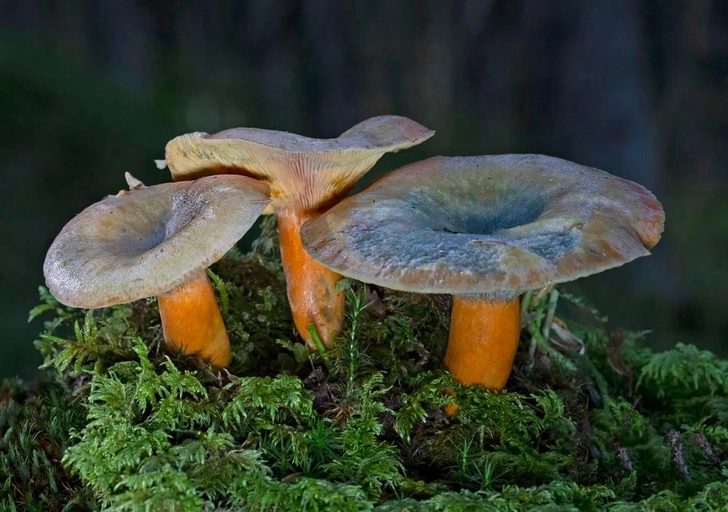 Источник: Tintila Corina/Shutterstock/Fotodom.ru