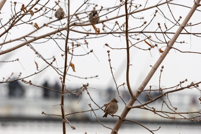 День Сорок Сороков 22 марта: традиции и запреты