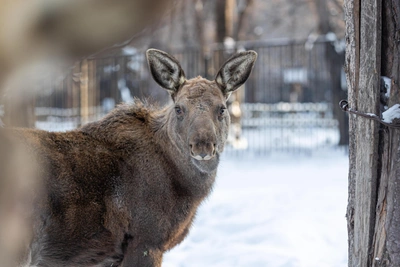 Браконьер из Рязани убил лося: до двух лет тюрьмы
