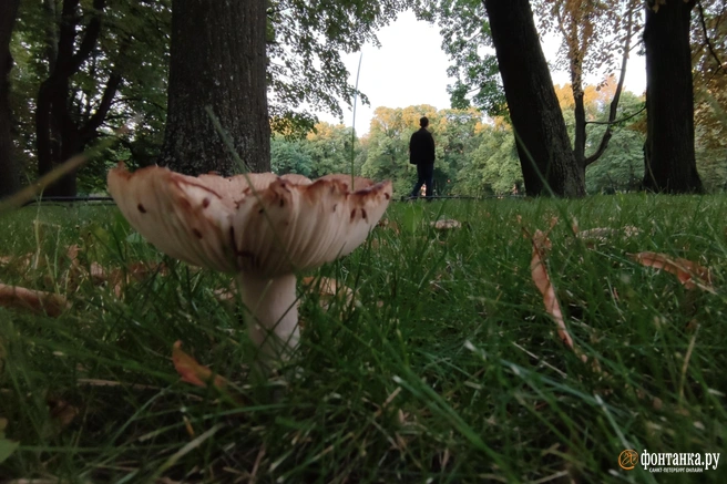 Для некоторых грибников холода — не повод бросать прогулки по лесу | Источник: Павел Каравашкин / FONTANKA.RU