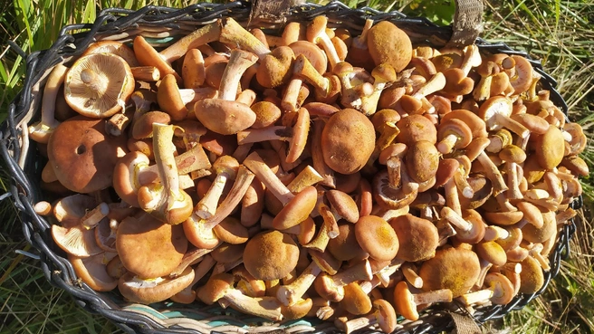 Такой урожай опят собирают туляки | Источник: Грибы в Туле и Тульской области. Тихая охота / ВКонтакте