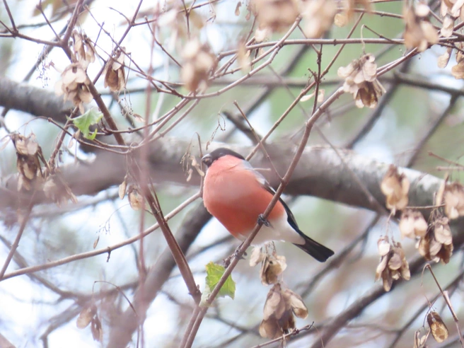 Обычно птиц начинают замечать после выпадения снега | Источник: Людмила Буднева