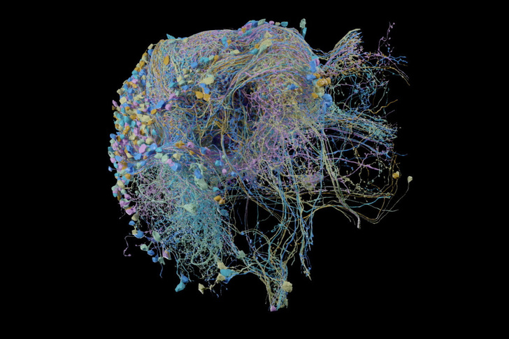 Фото №1 - Инженеры Google помогли разработать схему электропроводки мозга