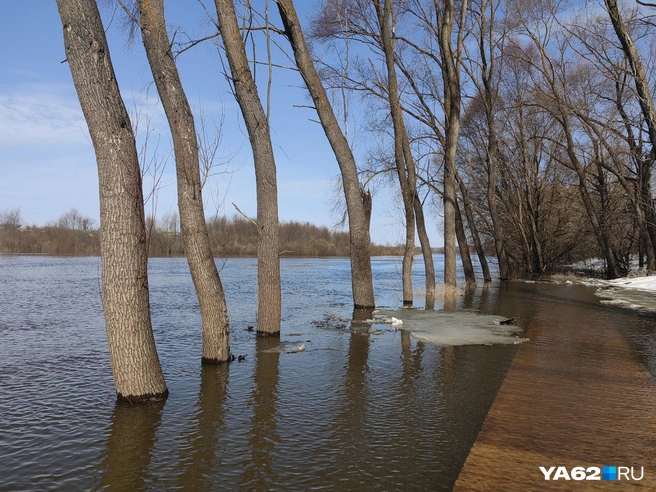 Вода поднимается прямо на глазах&nbsp;— если вчера стволы деревьев были не затоплены, то сейчас они уже в воде | Источник: Кристина Мельникова / YA62.RU