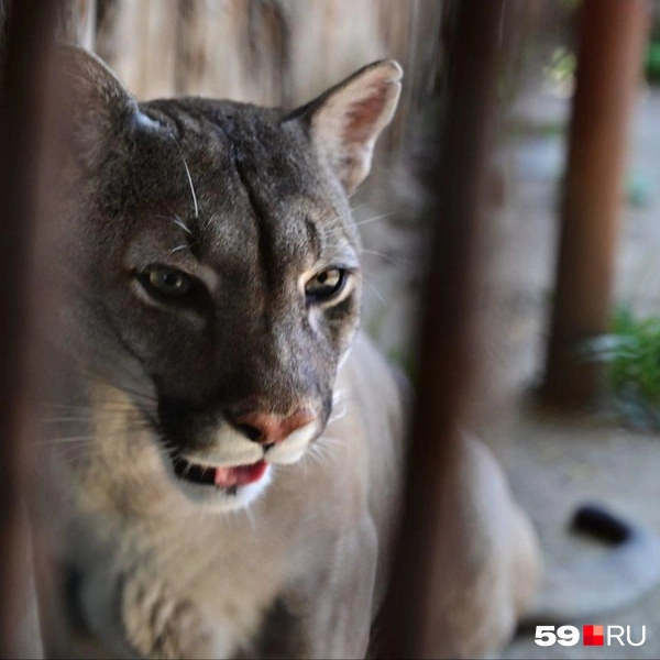 Красавица пума притягивала к себе взгляды | Источник: Василина Любимова / 59.RU 