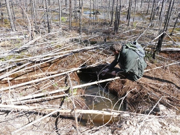 Вот так выглядит берлога медведя по весне. На фото ее уже затопило водой | Источник: А. Е. Волков / Керженский заповедник
