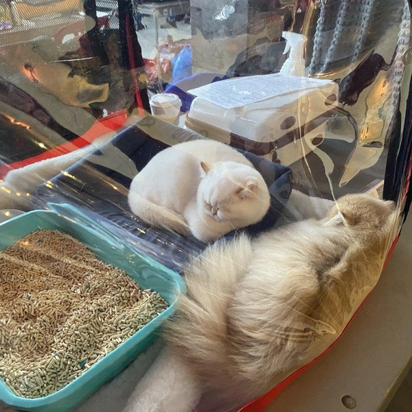 Источник: Ирина Господаренко / NGS22.RU