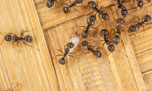 Королева мертва, да здравствует королева! Паразит заставляет рабочих муравьев убивать их собственную матку