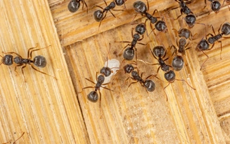 Королева мертва, да здравствует королева! Паразит заставляет рабочих муравьев убивать их собственную матку