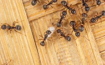 Королева мертва, да здравствует королева! Паразит заставляет рабочих муравьев убивать их собственную матку