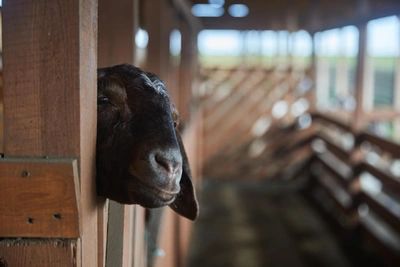 В Архангельске для туристов закрывается ферма Бабиных
