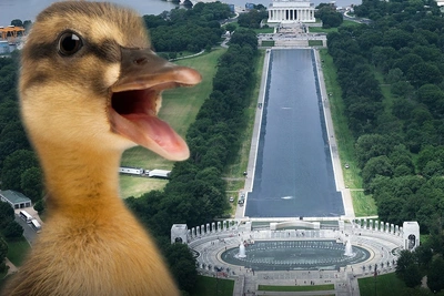 Мертвая утка в Reflecting Pool после чистки перекисью