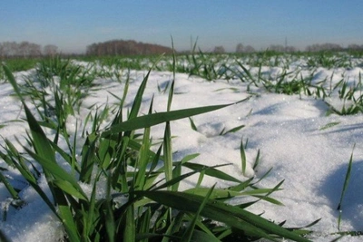 Снег защитил озимые от морозов в Ростовской области