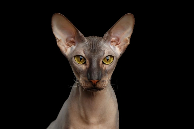 Какие уши! | Источник: Seregraff / iStock