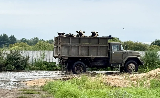 Все вместе животные весят около 300 тонн | Источник: личный архив Григория Бачерикова