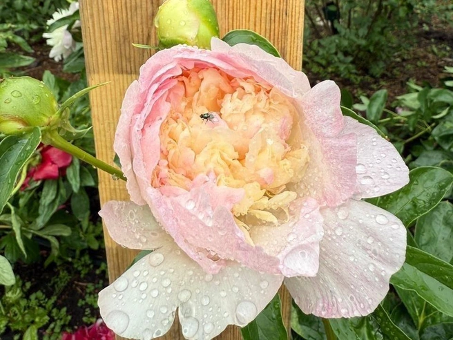 Королем парка при этом остается пион | Источник: Вера Фукс