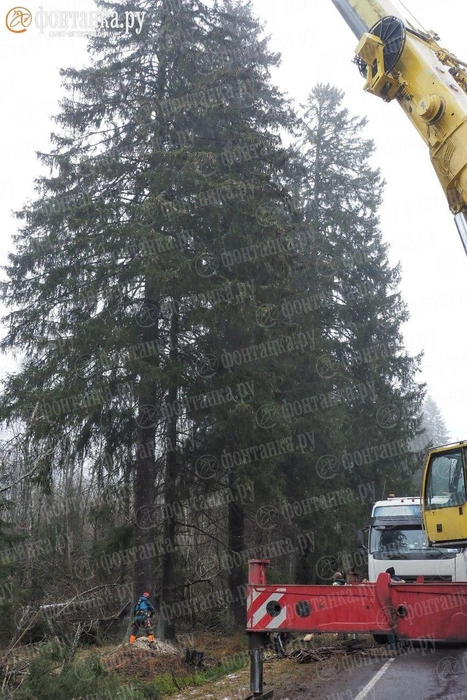 По эталону: 20 метров вверх, 4,4 — в обхвате. Идеальную новогоднюю ель нашли для Кронштадта | Источник: Михаил Огнев / FONTANKA.RU