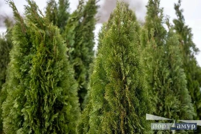 В Благовещенск привезли туи, которые украсят территорию «Трибуны Холл»