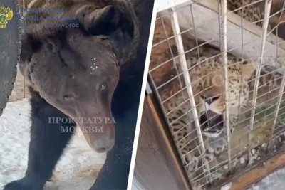 Подпольный зоопарк в Москве: экзотические звери в тесных клетках