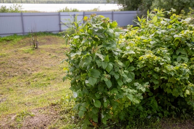 Fall Currant Planting, Pruning, and Winter Prep