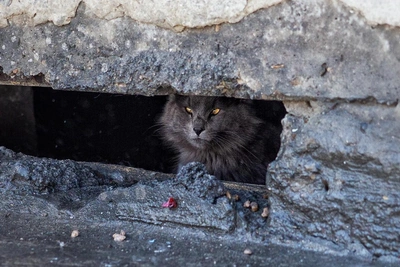 Кошек из подвалов обязали выгонять по решению собрания