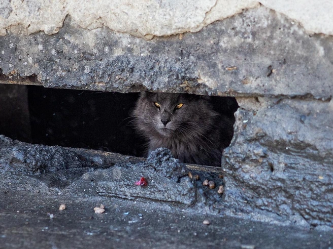 Кошек, проживающих в подвалах без решения общего собрания, обязали выгонять
