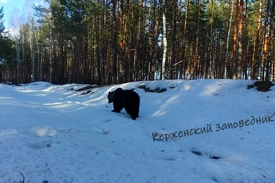 Первый проснувшийся медведь попал на видео