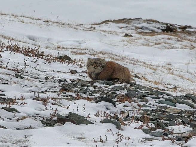 Манул успел обзавестись густой шерстью к зимнему сезону | Источник: Межрегиональная ассоциация «Ирбис»