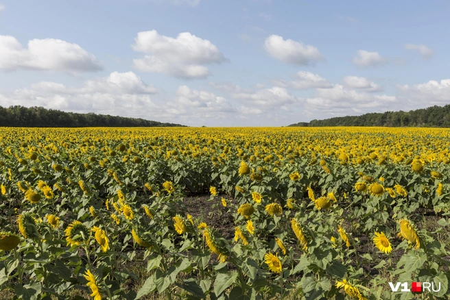 Школьные земли оказались в обработке у фермеров без аукциона и рыночной арендной платы | Источник: Константин Завриков / V1.RU