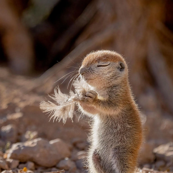 Источник: Nature Photographer of the Year