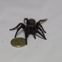 Аватарка СлепоЙ пАук