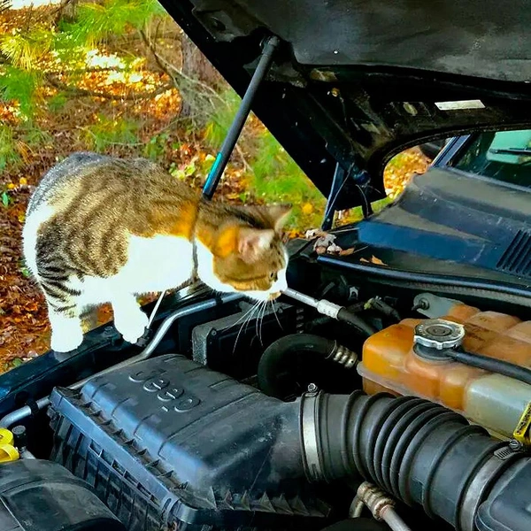 Источник: соцсети