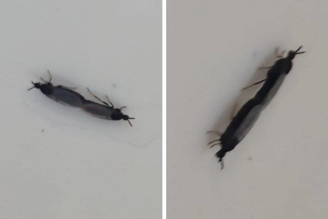 Такие пары называют тандемом | Источник: предоставлено НГС