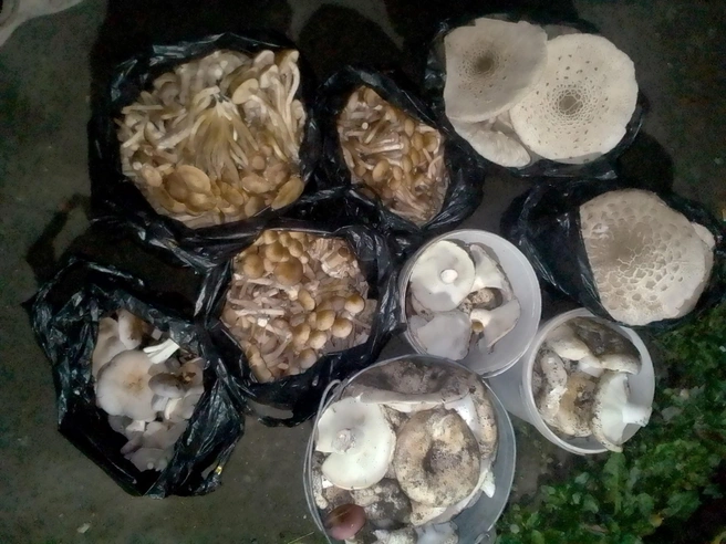 Претендент на самый большой «улов», меж тем, в Троицке — только посмотрите, сколько тут грибов | Источник: Елена Михеева / Грибы Челябинской области