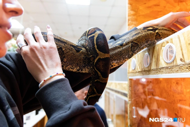 Змея весит около трех килограмм  | Источник: Мария Ленц / NGS24.RU